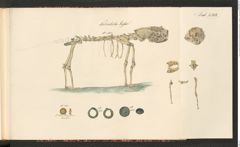 Seite 169 des Tafelbandes "Abbildungen über die aufgefundenen Altertums=Gegenstände […] zu Hallstatt […] 1846 bis einschlüßig 1849", Signatur 3.185 c